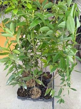 51680V+SkmL._AC_UF350, 51680V+SkmL._AC_UF350,